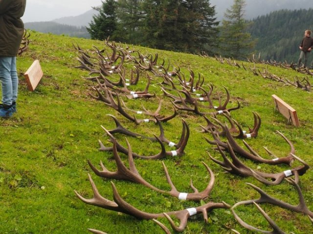 201907 - Abwurfstangenschau Rauschalm